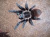Brachypelma Albogans Hembra2.JPG