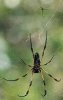 nephila.jpg