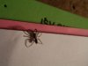 spider.JPG