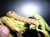 larva3.JPG