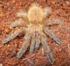 Spiderling Pterinochilus murinus.jpg