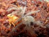 Spiderling Brachypelma albopilosa.jpg