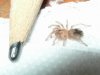 spiderling Acanthoscurria geniculata.jpg