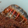 Scolopendra subspinipes philippines comiendo.jpg