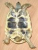 Testudo hermanni boettgeri macho.jpg