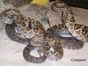 Crotalus d[1]. cumanensis Ed-Gf83 04.jpg