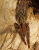 Psalmopoeus-cambridgei3.jpg
