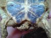 Testudo horsfieldi.JPG