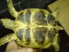 Testudo horsfieldi (7).JPG