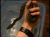 acrantophis 2.JPG