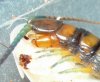 Scolopendra alternans.jpg