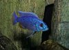 african_cichlid.jpg