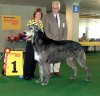 !!irish-wolfhound-095.jpg