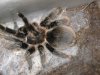 Brachypelma albopilosa.jpg