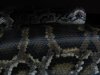 Python molurus.jpg
