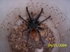 tarantulas¡¡¡ (1).jpg