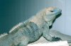 Cyclura_lewisi2.JPG