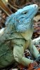 side-blueiguana.jpg