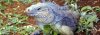 top-blueiguana.jpg