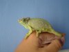 chamaeleotriocerosjacksonii(hembra).JPG