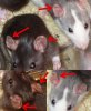 orejas ratas.jpg