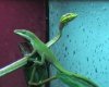 ahaetulla + anolis 004.jpg