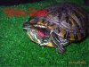 Trachemys scripta elegans (Hembra sudadulta) Nº2.jpg
