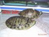 Trachemys scripta elegans(pareja adulta).jpg