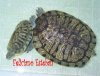 Trachemys scripta elegans (copulando).jpg