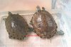Trachemys scripta ornata (pareja adulta).jpg