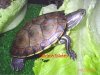 Trachemys scripta ornata (juvenil).JPG