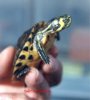 Trachemys scripta cripta N1(hembra).jpg