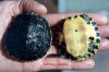 Trachemys scripta scripta N1 y N2.jpg