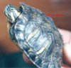 Trachemys scripta troosti (2).jpg