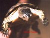 Emys orbicularis (2) macho.jpg