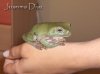 litoria2.jpg