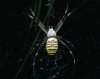 Argiope.jpg