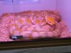TN_retic_albino3.jpg