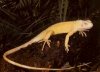 amelanistic_green_iguana.jpg