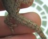 hemydactilus 002.jpg