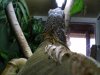 iguana.JPG