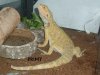 POGONA MACHO FEBRERO 07.JPG
