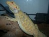 POGONA MACHO FEBRERO 07  2.JPG