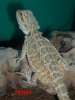 POGONA HEMBRA FEBRERO 07.JPG