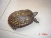 tortu.JPG