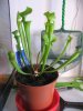 sarracenia.JPG