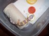 gecko 017000000.JPG