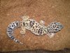 Copia de gecko.JPG