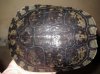 detalle hibrido trachemys 2.JPG
