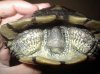 detalle hibrido trachemys 1.JPG